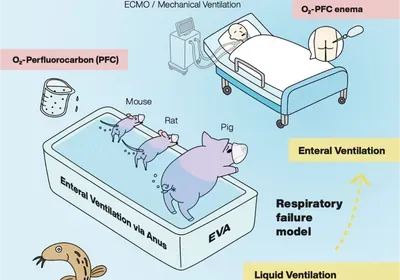 An illustrated schematic with a blue background describes how oxygenated perfluorocarbon can rescue respiratory failure in mammals. An illustrated schematic with a blue background describes how oxygenated perfluorocarbon can rescue respiratory failure in mammals.